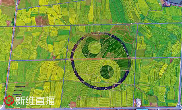 <a href='//www.snsrzx.cn' target='_balnk'>湖南</a>油菜花節(jié)召開