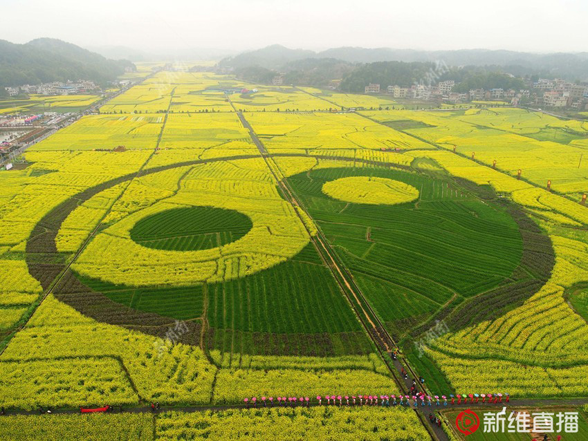 <a href='//www.snsrzx.cn' target='_balnk'>湖南</a>油菜花節(jié)召開