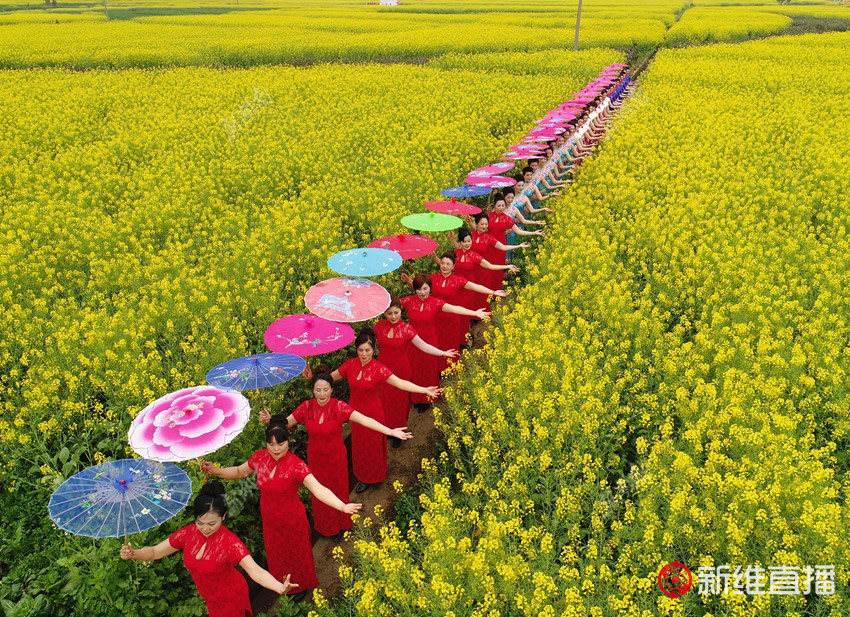 <a href='//www.snsrzx.cn' target='_balnk'>湖南</a>油菜花節(jié)召開