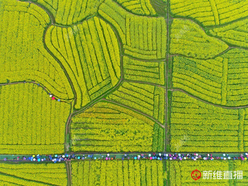<a href='//www.snsrzx.cn' target='_balnk'>湖南</a>油菜花節(jié)召開