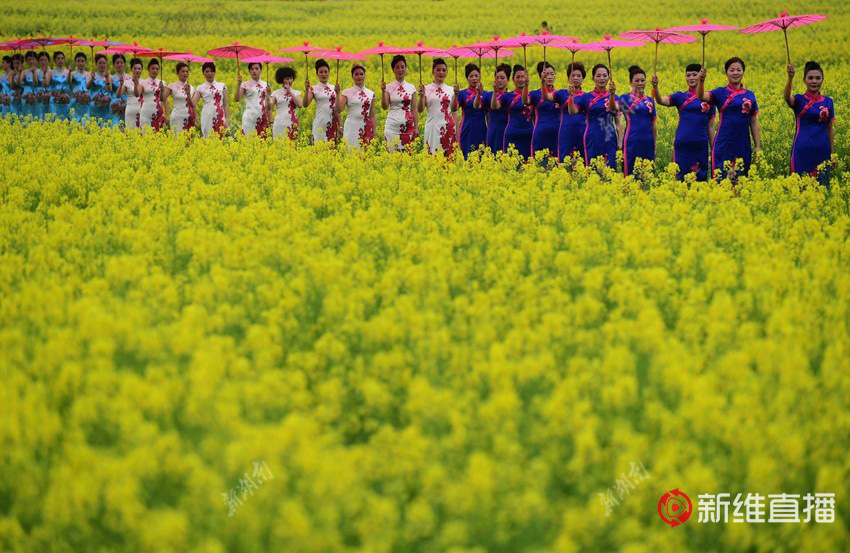 <a href='//www.snsrzx.cn' target='_balnk'>湖南</a>油菜花節(jié)召開